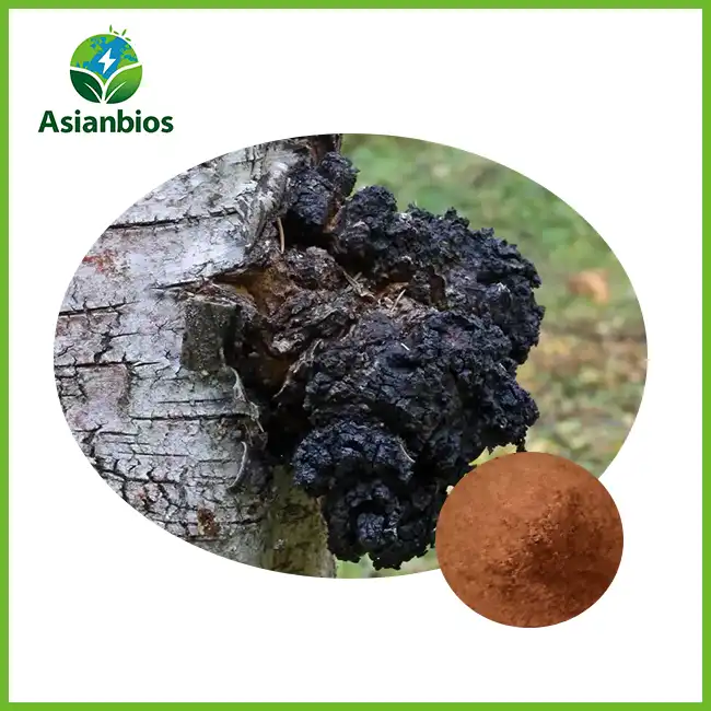 Chaga Mushroom Extract Powder